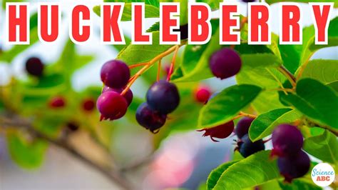 Whats A Huckleberry