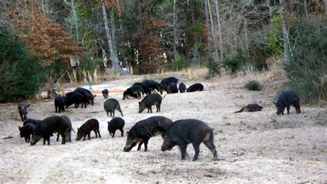 Wild Hogs In Texas